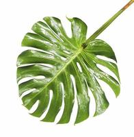 groot tropisch glanzend jungleblad genaamd monstera, zwitserse kaas of orkaanplant, met unieke gaten en spleten, een natuurlijke aanpassing om sterke wind te weerstaan, geïsoleerd op een witte achtergrond foto