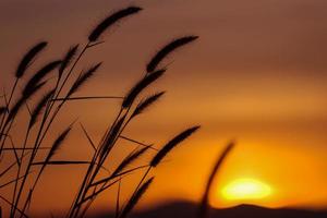 silhouet van gras bloem in zonsondergang. foto
