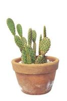 cactus geïsoleerd op een witte achtergrond. foto