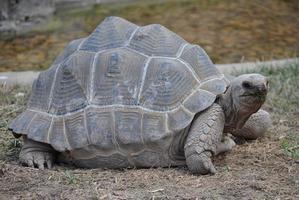 aldabra reuzenschildpad reptiel dier foto