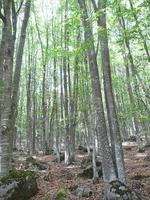 uitzicht op de heuvels en bossen van monte amiata, toscane, italië foto