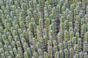 cactus stekelige vetplant van de familie cactaceae foto