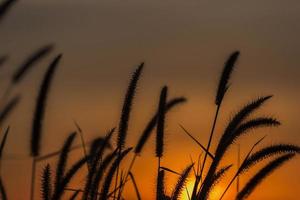 silhouet van gras bloem in zonsondergang. foto