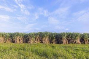 suikerrietplantage, heldere lucht, Azië, Thailand. foto