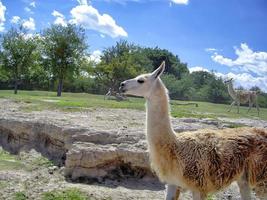 afrikaans safaripark in de buurt van puebla city in mexico foto