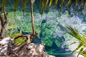 schilderachtige cenote casa tortuga in de buurt van Tulum en Playa del Carmen, een populaire toeristische attractie voor lokaal en internationaal toerisme foto