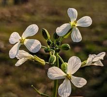 lente bloeiende bloem foto