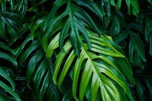 tropische groene bladeren na de regen op donkere achtergrond, natuur zomer bos plant concept foto