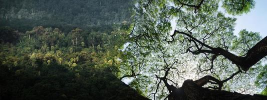 panoramabannerachtergrond van tropisch boslandschapsscène voor gebruik in concept van milieu-ecologie en duurzame energie of aardedag, wild hout schilderachtig gebruik voor behang van spa en toerisme foto