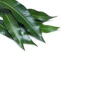 groene verse mango bladeren geïsoleerd op een witte achtergrond, mooie ader textuur in detail. uitknippad, uitknippen, close-up, macro. tropisch begrip. foto