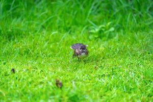 Maleisische bonte pauwstaart zwarte vogel met witte borst en staart., woon in de tuin en het grasveld rond bangkok, of midden en noorden van thailand. foto