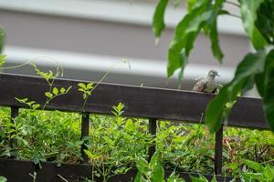 duif hangen aan bruin stalen hek met boom en blad eromheen. foto