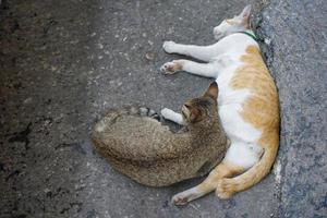 bruin en wit-oranje lieve 2 katten zitten en slapen samen naast elkaar op straat. foto