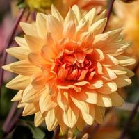 oranje dahlia in volle bloei foto