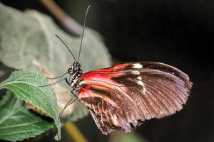 postbode vlinder rustend op een blad foto