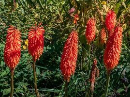 kniphofia, ook wel tritoma, roodgloeiende pook, fakkellelie, knofflers of pookplant genoemd foto