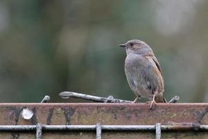 hedge accentor rusten foto