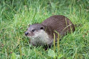 Euraziatische otter in het gras foto