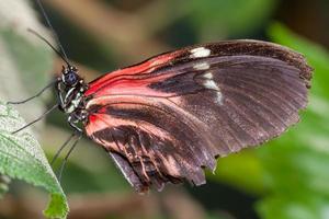 postbode vlinder rustend op een blad foto