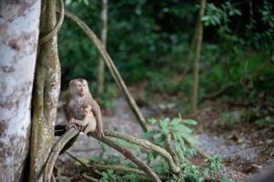 apen en apen in het vruchtbare bos foto