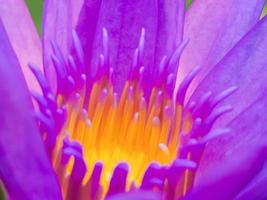 bloeiende lotus, roze-paars met gele meeldraden het is een mooie bloem, macro. foto