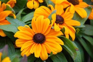 gele susans met zwarte ogen, rudbeckia hirta, bloeiend in een zomertuin foto