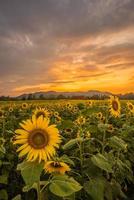 het prachtige zonnebloemenveld tijdens de zonsondergang in de provincie Chiang Rai in Thailand. foto