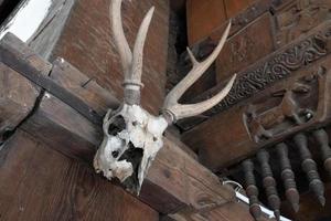 dierlijke hoorn en schedel van dood dier hd-afbeelding foto