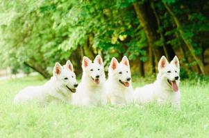 witte zwitserse herder op wandeling foto