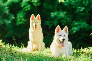 witte zwitserse herder op wandeling foto