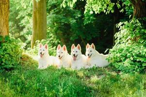 witte zwitserse herder op wandeling foto