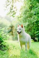 witte zwitserse herder op wandeling foto