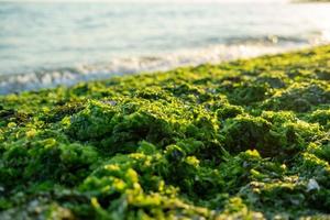 groene zeewier plas op het strand top shot foto