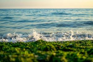 groene zeewier plas op het strand top shot foto