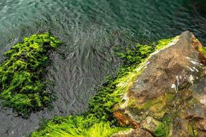 bemoste rotstextuur in de zee met groen water foto