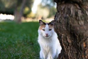 witte kat op het gras bij de boom