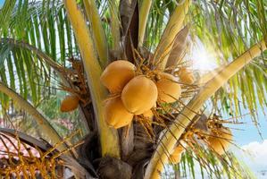 mexico, cancun, isla mujeres, playa norte strand met palmbomen en zand wachtend op toeristen foto