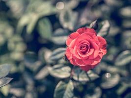 rode roos, vintage stijl afbeelding