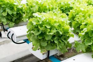 teelt hydrocultuur groene groente in boerderij foto