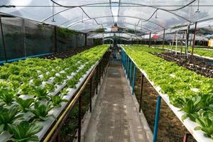 hydrocultuur groenten groeien in kas foto