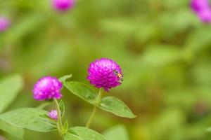 roze amarant met bij die zich voedt met nectar. foto