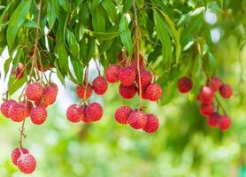 lychees op de boom, close-up van lychee fruit, vers lychee fruit foto