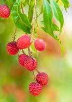 lychees op de boom, close-up van lychee fruit, vers lychee fruit foto