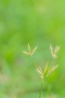 kleine grasbloem met onscherpe achtergrond foto