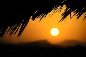palmbomen en zonsondergang foto