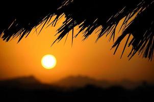 palmbomen en zonneschijn in egypte foto