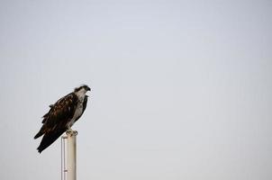 zeearend op vlaggenmast op strand foto