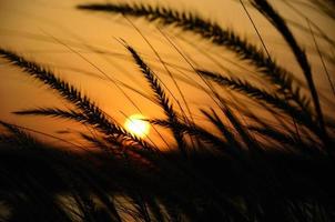 zonsondergang en grassen in vakanties foto