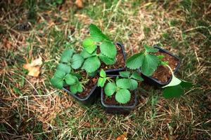 Aardbeizaailingen in turfglazen op het gras, klaar om in de tuin te planten. voorbereiding voor het planten, het kweken van natuurlijke bessen in het tuinbed. foto