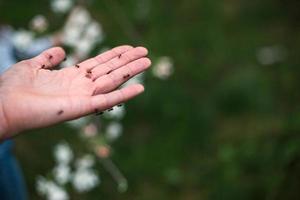 grote zwarte mieren op de arm van een man. insecten, beten. ongediertebescherming foto